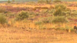 BEAGLES LARGE PACK ON HARE [upl. by Sacken584]