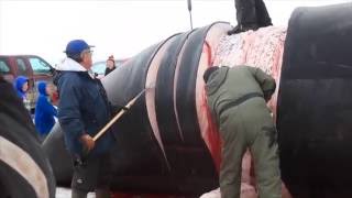 Harvesting a Bowhead Whale on the Remote Coast of High Arctic Northern Alaska [upl. by Harbert506]