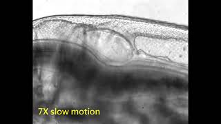 Daphnia pulex heart beat video [upl. by Stoneham]