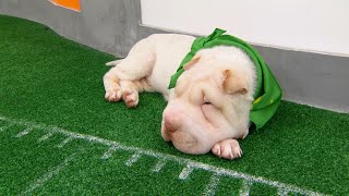 Game Day Revisited Puppy Bowl XIV [upl. by Aibat]