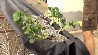 Video 2 Arizona Gutter System for Greenhouse Strawberry Production [upl. by Iorio]