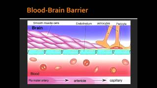 BloodBrain Barrier [upl. by Ynamreg604]