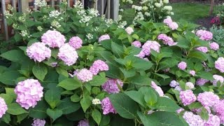 HYDRANGEA MACROPHYLLA Garden Tips [upl. by Neeruam]