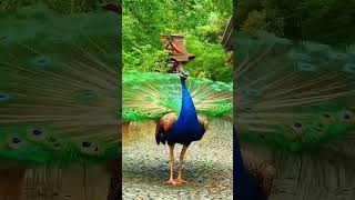 Peafowl Bird SoundsCall peacock birds amazing [upl. by Daniell]