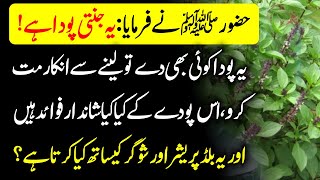 Tib E Nabvi SAWW  Benefits Of Sweet Basil Or Holy Basil  Tulsi Niazbo K Fayde  Urdu Lab [upl. by Legnalos]