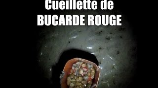 DERNIERE CUEILLETTE DE BURCADE ROUGE [upl. by Judenberg]