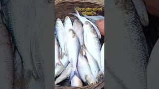 Ilish fish  fishing fishmarket shorts shortvideo ilish [upl. by Prakash]