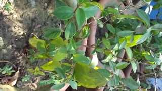 Anti Diabetic  GYMNEMA SYLVESTRE India [upl. by Adall817]