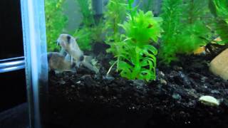 Panda and Habrosus Salt and Pepper cory cats [upl. by Lenoil]