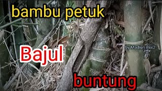 bambu petuk kendit kuning Bajul buntung [upl. by Aieka]