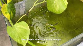 VLOG 002  NO FILTER GUPPY SETUP WHAT GUPPY STRAINS DO I HAVE IN MY BACKYARD  GUPPYMORNING [upl. by Willner]