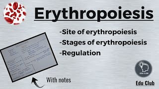 Erythropoiesis  RBC  Erythrocytes  Blood Physiology [upl. by Vincentia786]