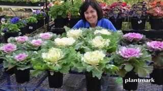 Brassica oleracea Acephala Ornamental Kale at Plantmark Wholesale Nurseries [upl. by Lirbaj]