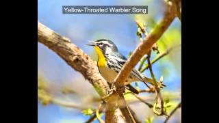 Yellow Throated Warbler Song [upl. by Nangatrad]