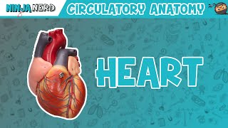 Cardiovascular  Anatomy of the Heart  Heart Model [upl. by Nileuqcaj]