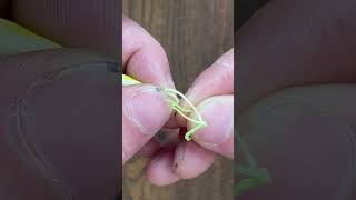 How To Tie A Improved Trilene Knot fishing knots shorts [upl. by Ogu]