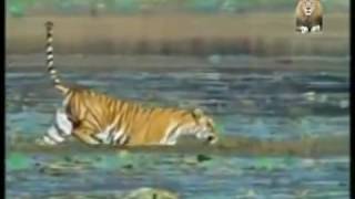 crocodile attack two tigers in water [upl. by Jary709]