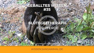 GEBALLTES WISSEN 35 Blutegel beim Pferd  Wunderwaffe oder igitt [upl. by Balsam]