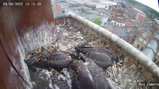 The Wakefield Peregrine Project  Live Box Camera [upl. by Schluter826]