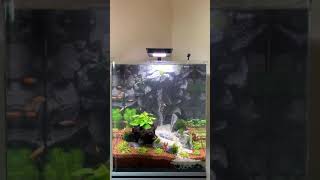 Nano Aquarium 60l mit Wasserfall und Rückwandfilter [upl. by Nnasor]