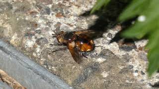 Tachinid Fly Sunbathing [upl. by Ylrad]