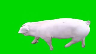 Pig Walking Green Screen  Copyright Free Pig Video [upl. by Alastair]