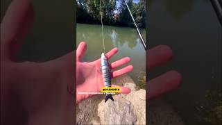 Memancing Ikan Besar Gunakan Umpan Keramat shorts shortvideo fishing [upl. by Quintie]