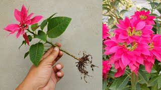 How to grow Poinsettia plant from cuttings simple and effective with updates  Poinsettia plant care [upl. by Imij60]