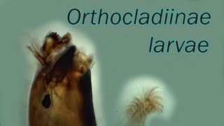 Orthocladiinae larvae [upl. by Elac]