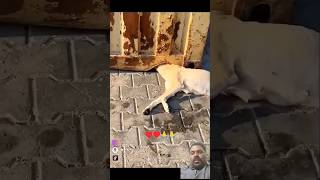 dog tamil doglover puppy cat love dogs cutebaby comedy chennaimemes shorts trending [upl. by Ettenav]