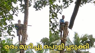 എജ്ജാതി മരം മുറിക്കൽ  tree cutting video Land clearing video Tree cutting skills [upl. by Ardnalahs]