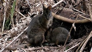 Tasmanian Pademelons Wallabies at Fern Glade [upl. by Laura]