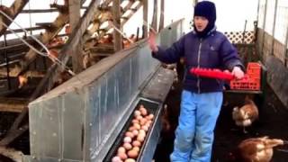 Rollout Chicken Nest Box  Stop egg eaters and collect clean eggs  bestnestboxcom [upl. by Asirrak]