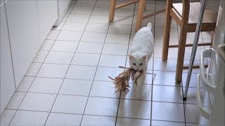 Otani the white Siamese Cat plays fetch with his new toy feat noisy Yozora in the background [upl. by Davison]