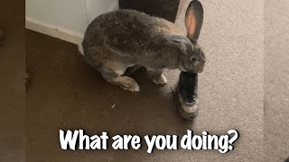 Flemish Giant Rabbit Loves To Destroy My Stuff [upl. by Labotsirc747]