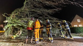 Grote boom valt door storm Conall op Steenwijkerweg de Blesse [upl. by Ayian]