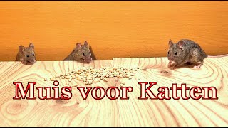 Muis voor katten 🐭 vang de muis [upl. by Lilithe]