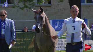 Bialka 2019  Yearling Colts Class 1A [upl. by Nehtan]