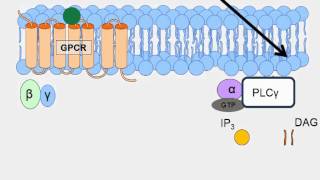 Animation of GProtein Receptor Signaling [upl. by Clippard]