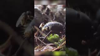 Flies Thugs 🐜💀 Fly vs Ant insects animals nature [upl. by Hey]