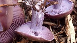 Le Petit pied bleu Lépista sordida un champignon comestible [upl. by Schrick213]