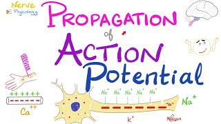 Propagation of the Action Potential  Nerve Excitability  Nerve Physiology Series [upl. by Emerick]