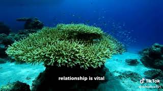 Evolution of Symbiotic Relationships in Coral Reefs [upl. by Welch835]