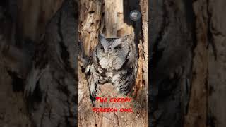 The creepy screech owl [upl. by Us805]