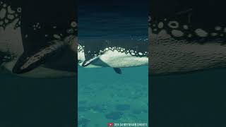 2 PROGNATHODON SWIMMING IN THE WATER  Jurassic World Evolution 2 Shorts [upl. by Ahtael]