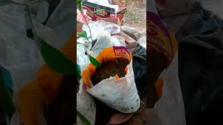 Germination Seed For 🌱Plant 🥭Mango shortvideo shorts nature germination plants trending 4k [upl. by Derman]