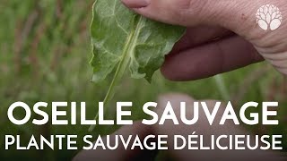 Loseille sauvage plante sauvage délicieuse [upl. by Etteyniv433]