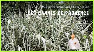 Arundo la canne de Provence arundo cannedeprovence vegetosphere bamboo bambu [upl. by Gianna]