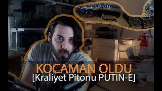 Kraliyet Pitonu PUTÄ°NE  KOCAMAN OLDU [upl. by Wyck]