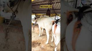 Big Hump Hariyana Cow ❤️‍🔥😳 Chausa Mandi bihar cow bigcow cowmandi chausa beautifullcow [upl. by Aikemat]